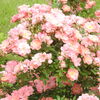 DSCN3315