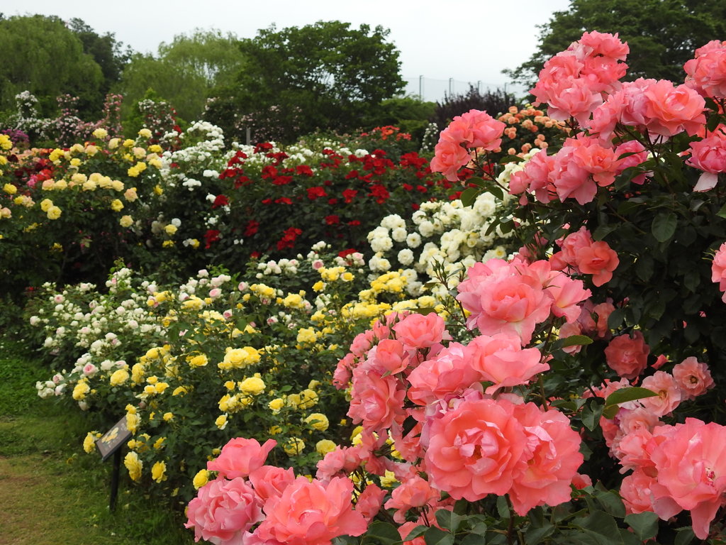薔薇ｰ18