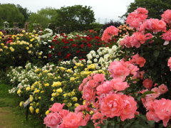 薔薇ｰ18