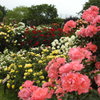 薔薇ｰ18