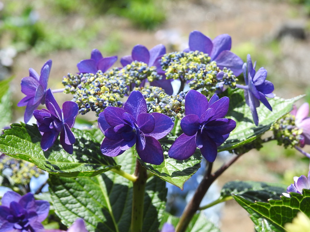紫陽花ｰ8