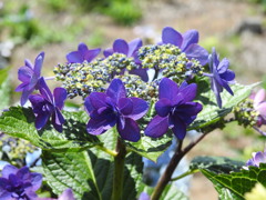 紫陽花ｰ8