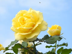 バラｰ17