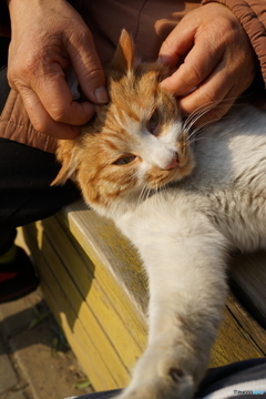 公園の猫