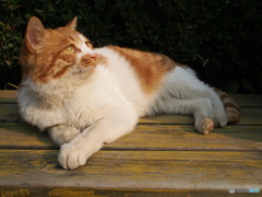 公園の猫