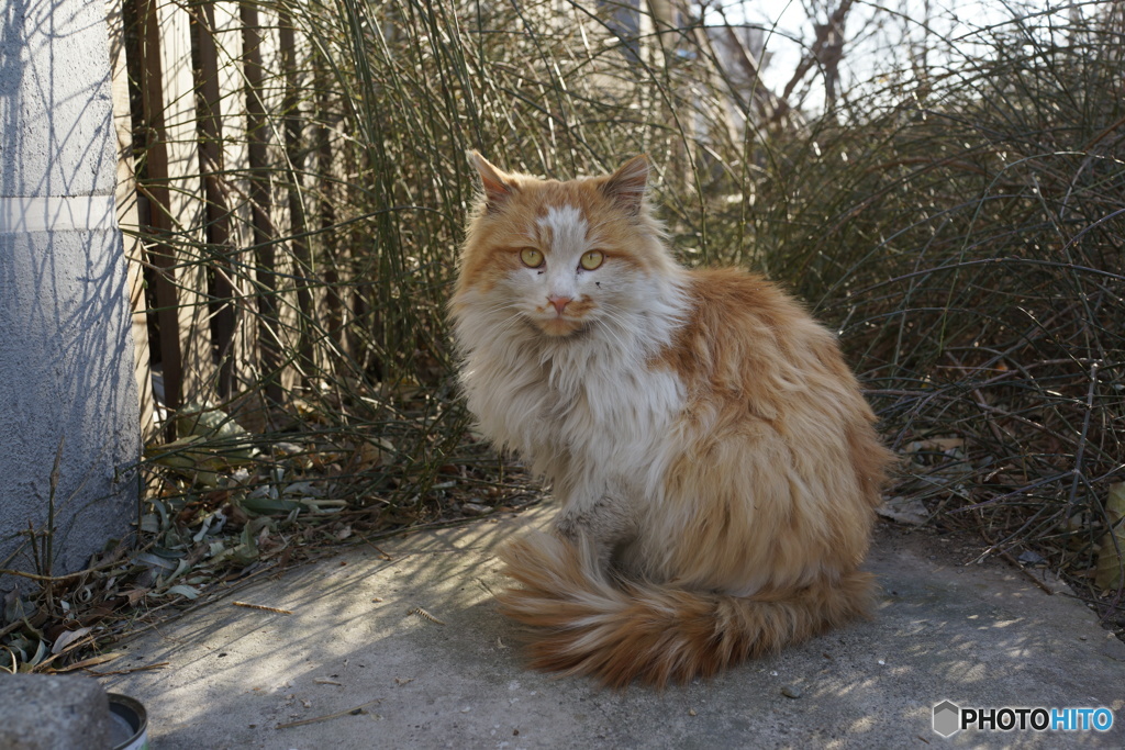 公園の猫