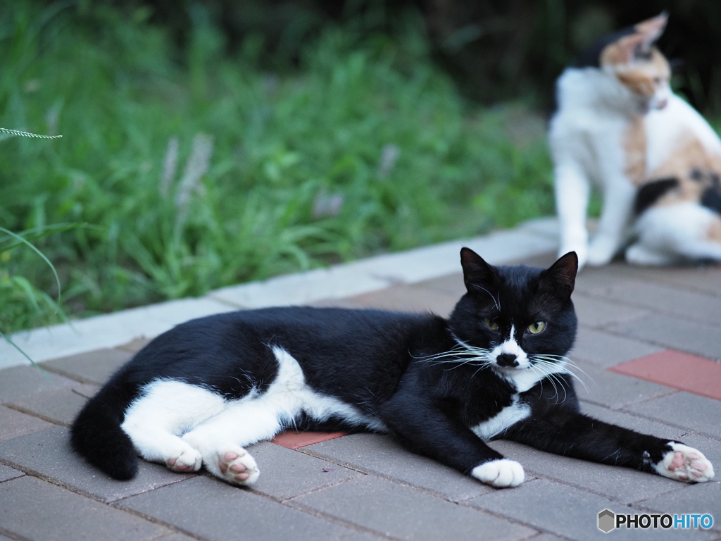 白黒猫2