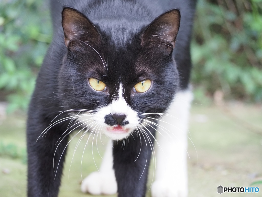 白黒猫