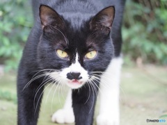 白黒猫