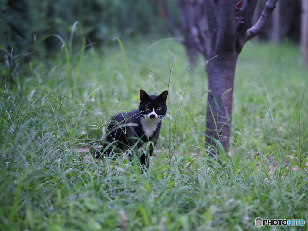 白黒猫1