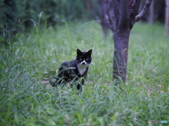 白黒猫1