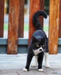 白黒猫5 かかってこい‼