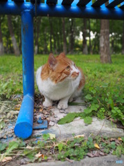 公園の猫