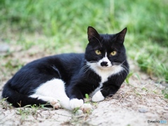 白黒猫4
