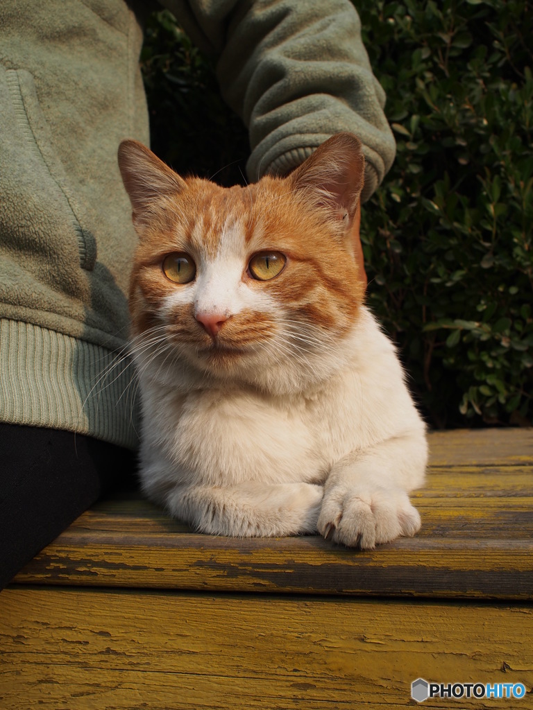 公園の猫