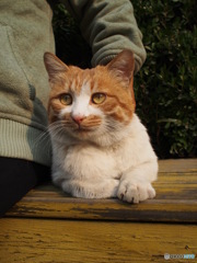 公園の猫