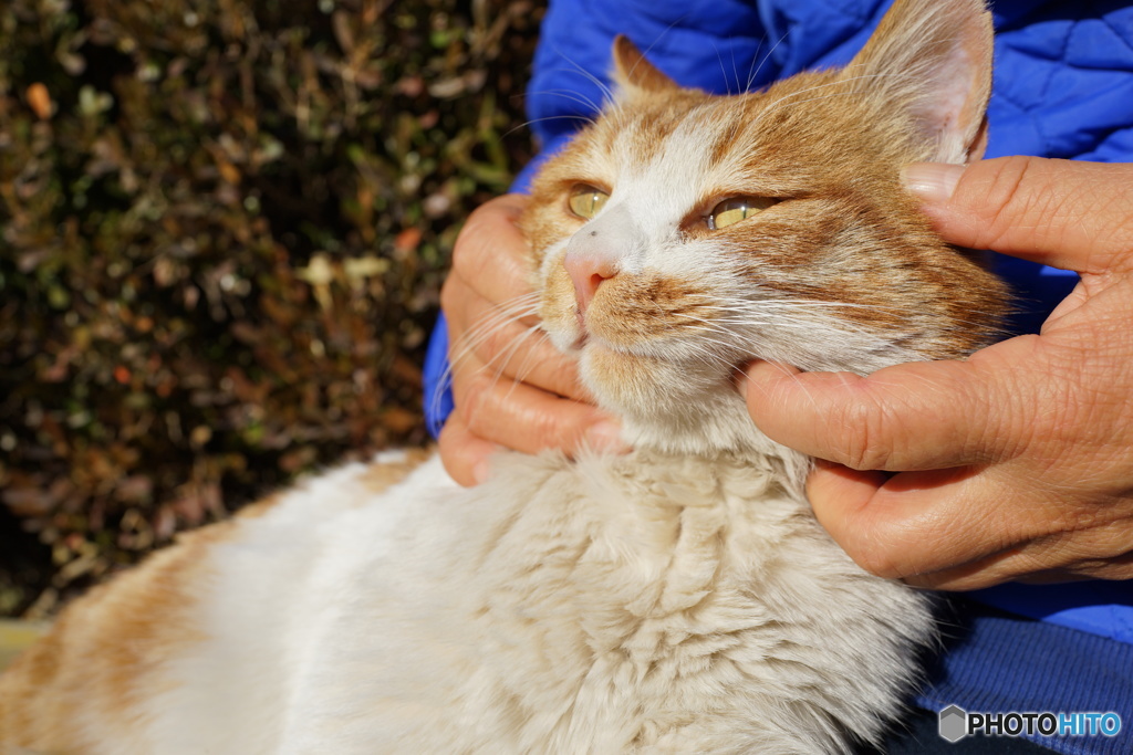 公園の猫