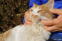 公園の猫