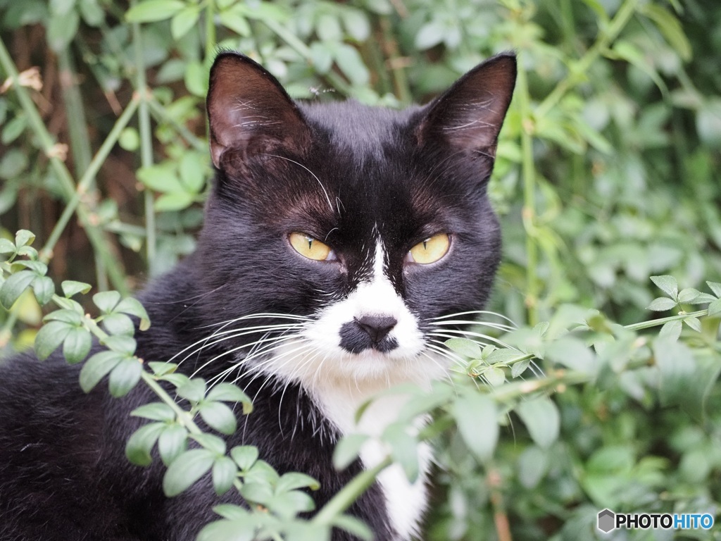 白黒猫