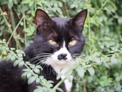 白黒猫