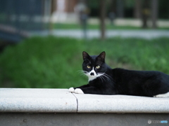 白黒猫3