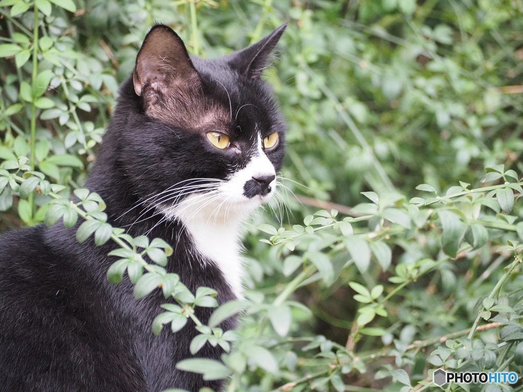 白黒猫