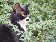 白黒猫