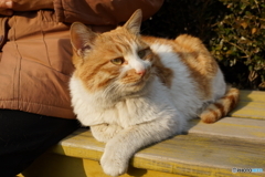 公園の猫