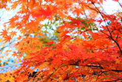 円通院の紅葉