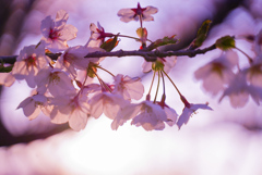朝日に透過する桜