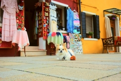 ブラーノ島×犬