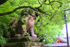 八坂神社の狛犬