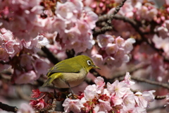 熱海桜とメジロ♯１