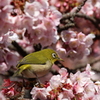熱海桜とメジロ♯１
