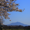 桜と筑波山