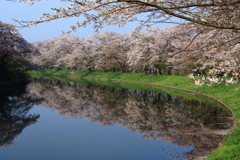 さくら花