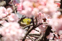 熱海桜とメジロ♯３