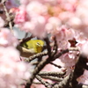 熱海桜とメジロ♯３