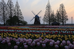オランダ風車の朝