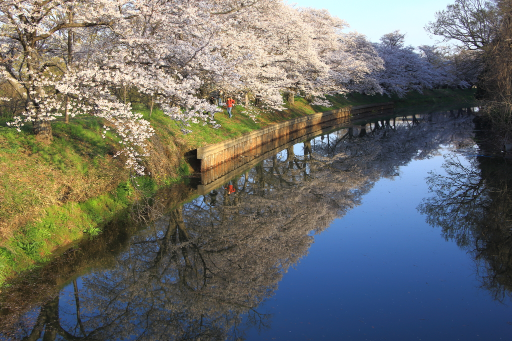 桜満々開