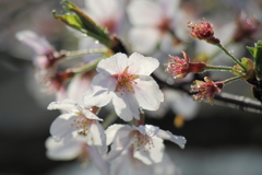 桜咲く