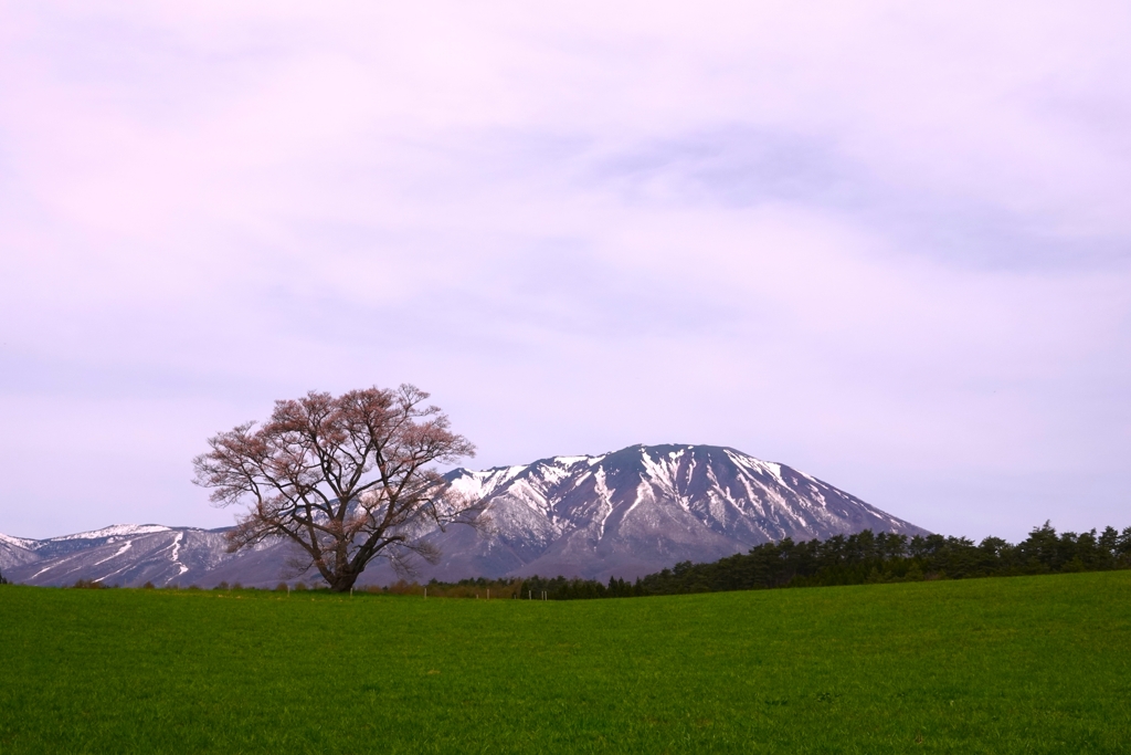 小岩井の一本桜