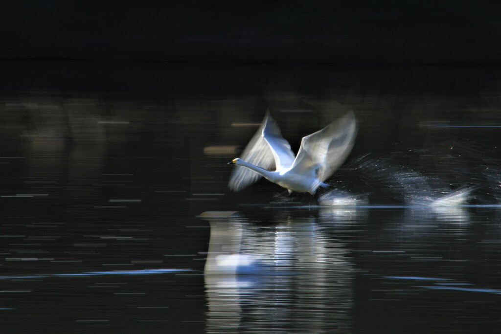 未来へ羽ばたけ