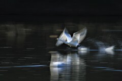 未来へ羽ばたけ