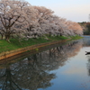 桜満開