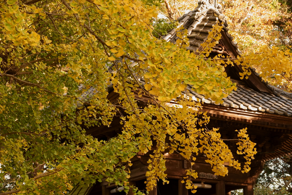 秋色の西連寺