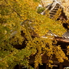 秋色の西連寺