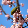 熱海桜とメジロ♯２