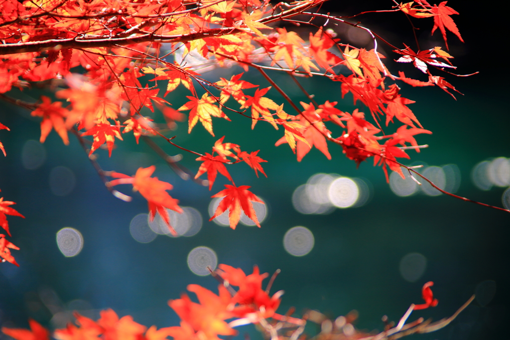 紅葉晴