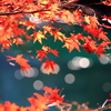 紅葉晴